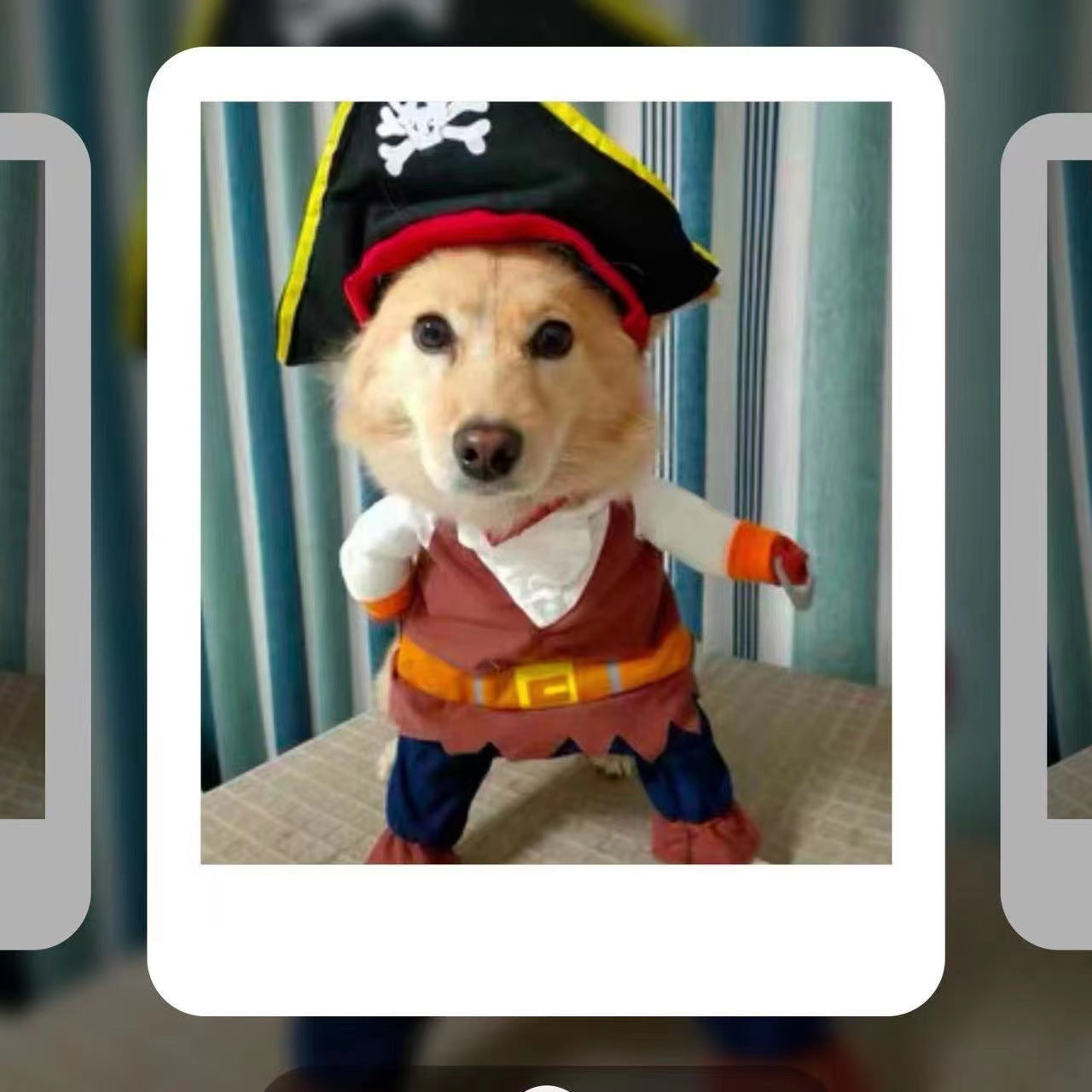 Universal Two-Legged Pet Dog Pirate